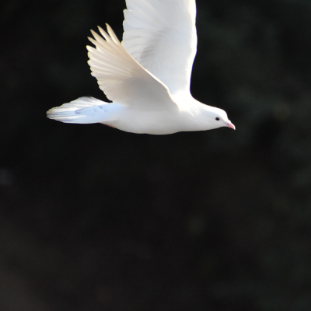 Picture of a white dove flying.